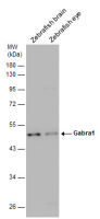 Gabra1 antibody