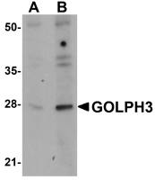 GOLPH3 antibody