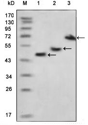 Maltose binding protein antibody [3G1A3]