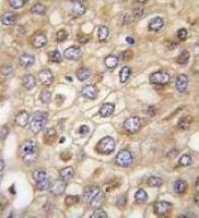 Claudin 2 antibody, N-term