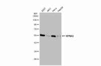 KPNA2 antibody [C3], C-term