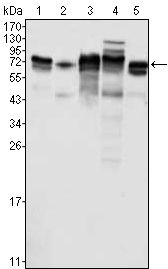 LYRIC antibody [2F11C3]