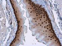 SOX2 antibody [N1C3]