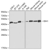 IDH1 antibody