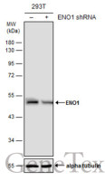 ENO1 antibody