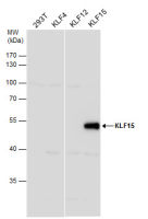 KLF15 antibody [N1], N-term