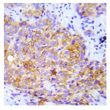 CrkL (phospho Tyr207) antibody