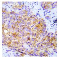 CrkL (phospho Tyr207) antibody