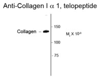 COL1A1 antibody