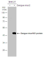 Dengue virus NS1 protein antibody