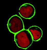 NTAL antibody [NAP-07] (PE)