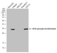 RPS6 (phospho Ser240/Ser244) antibody