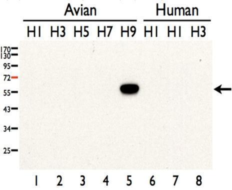 Avian Influenza A virus H9N2 HA (Hemagglutinin) antibody
