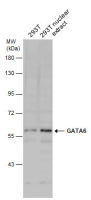 GATA6 antibody