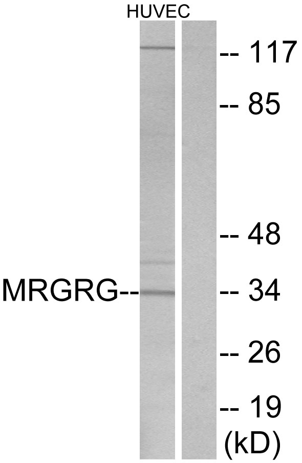 MRGPRG antibody