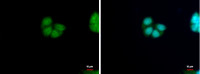 HRSP12 antibody