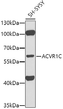 Activin Receptor Type IC antibody