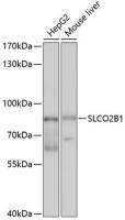 SLCO2B1 antibody