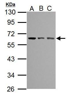 TEM8 antibody