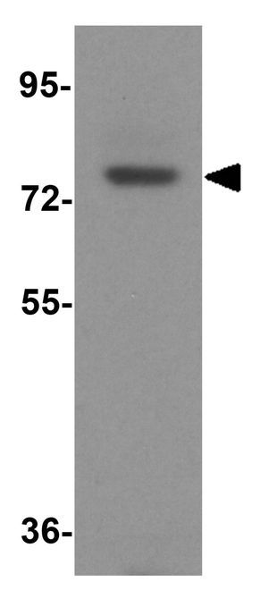 GAS6 antibody