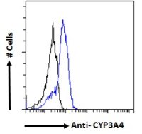 CYP3A4 antibody, Internal