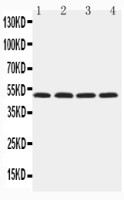 HYAL1 antibody