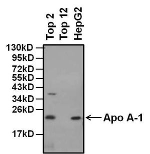 Apolipoprotein A1 antibody [532]