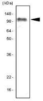 TLR7 antibody [4F4]
