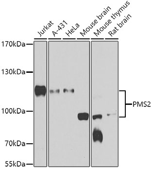 PMS2 antibody