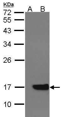 Cytochrome b5 antibody [N1C3]