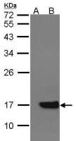 Cytochrome b5 antibody [N1C3]