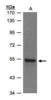 ZNF157 antibody [N3C3]
