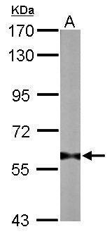 PRMT3 antibody