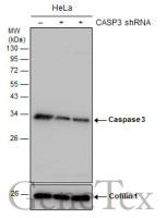 Caspase 3 antibody