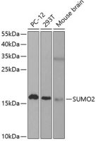 SUMO2 antibody