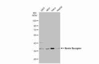 Renin Receptor antibody [N3C3]