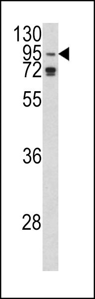 AGO1 antibody, N-term