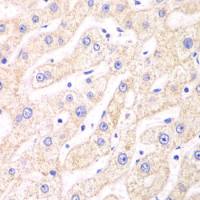 PSMF1 antibody