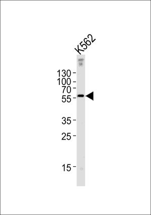 EPN3 antibody, N-term