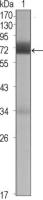 CER1 antibody [9D6]