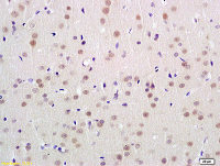 UBL7 antibody