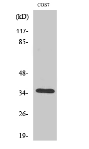 OR52E1 antibody