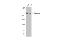 Aggrecan antibody [GT1267]