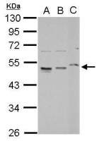 RPL4 antibody