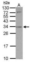SLAMF9 antibody
