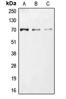 CDC25A (phospho Ser76) antibody