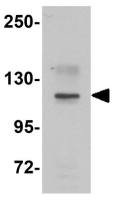 NOD1 antibody