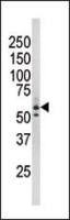 Rad9 (phospho Ser277) antibody
