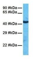 TAZ antibody, N-term