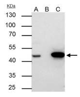 FEN1 antibody